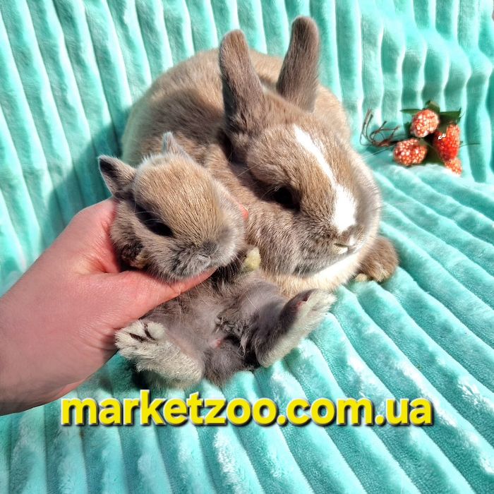 Netherland Dwarf хлопчик окрасу кремовий мардер — ніжність і рідкість
