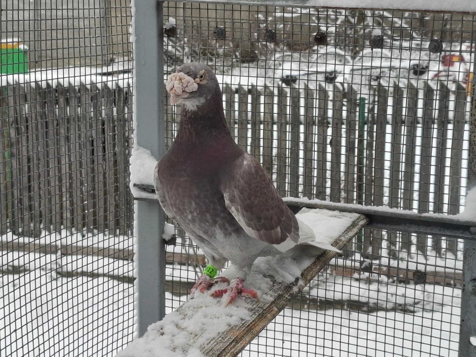 gołębie     staropolskie