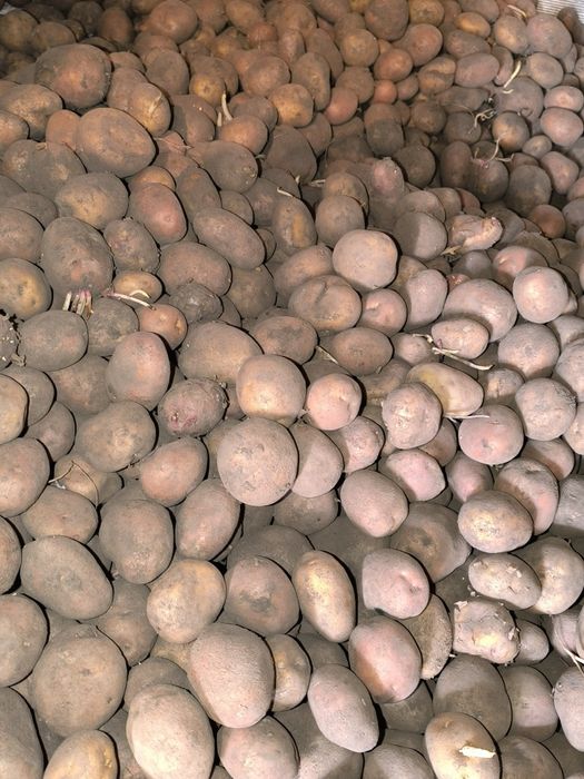 Продам картоплю(самовивоз)