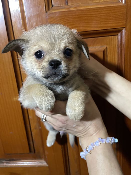 Милый щенок мальчик, мама ши-тцу папа шпиц