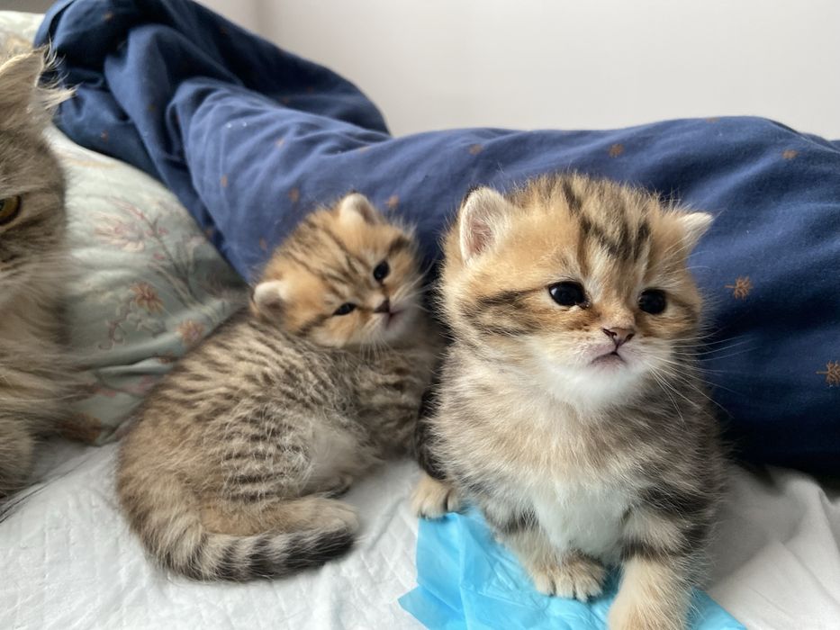 Kotka brytyjska legalna hodowla