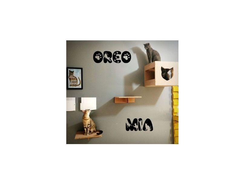 Conjunto de nome completo com letras de gatos