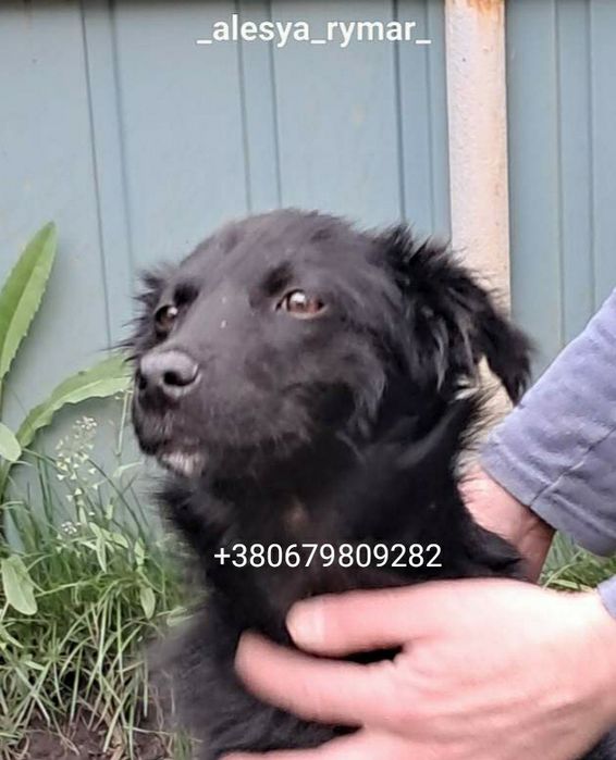 Цуцик хлопчик  5міс Черкаси