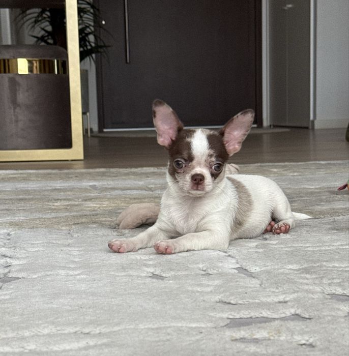 Excelente mini menina chihuahua/chiuaua Linhagem Russa.Qualidade
