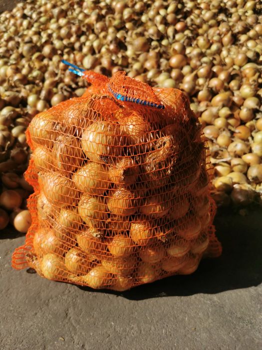 Cebula z własnej uprawy