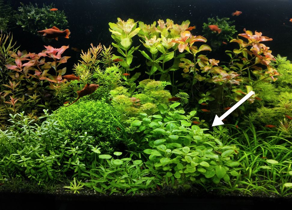 Lobelia Cardinalis sp. Mini (Stroiczka kardynalska )