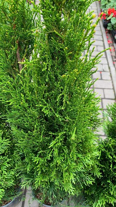 Туя західна «Smaragd» Висота 100 см