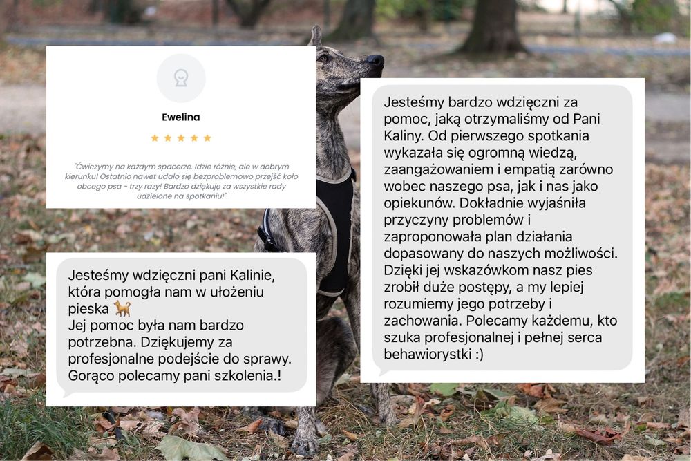 Problemy z psem? Zacznijmy działać! / Behawiorysta psów Wrocław + online