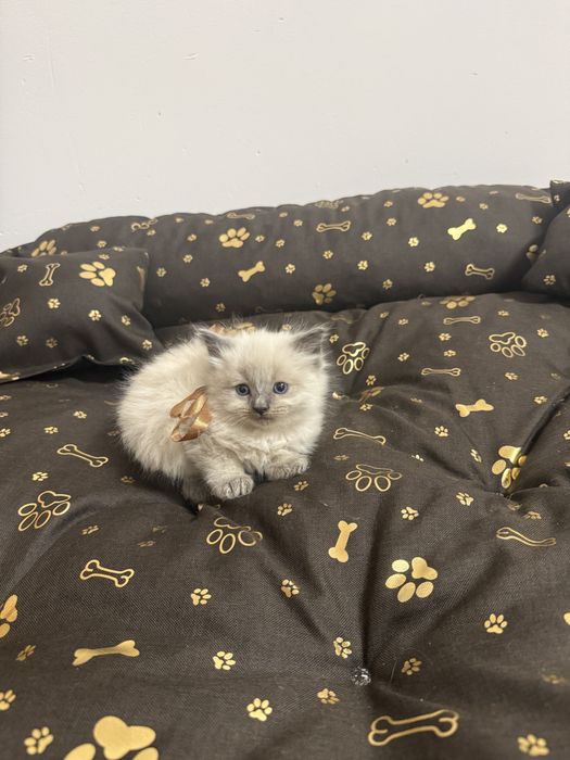Ragdoll z metryka do rezerwacji, gotowe na zmiane domku beda od 16.06