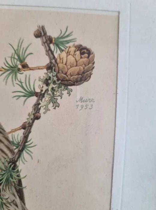 Czeczotki,dwa ptaki,ptaszki,litografia z 1953 r.