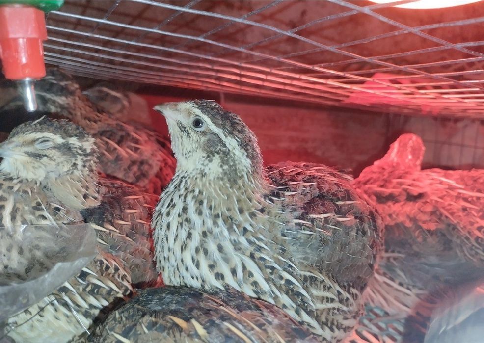 Інкубаційні перепелинні яйця