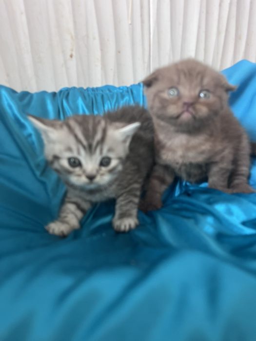 Классные шотландчики
