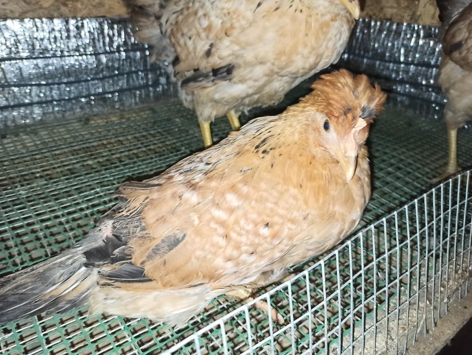 Nioski kury green shell leghorn koguty