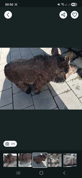 Dzik dekoracja rzeźba do ogrodu