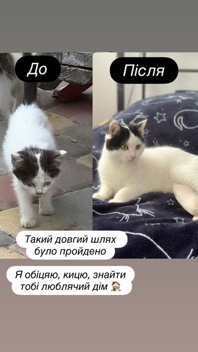 Київ. Киця шукає дім