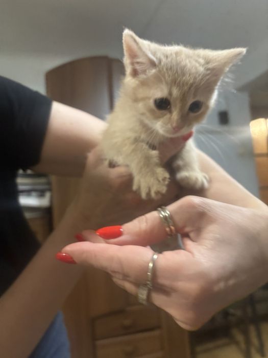 Віддамо кошенят в добрі руки.