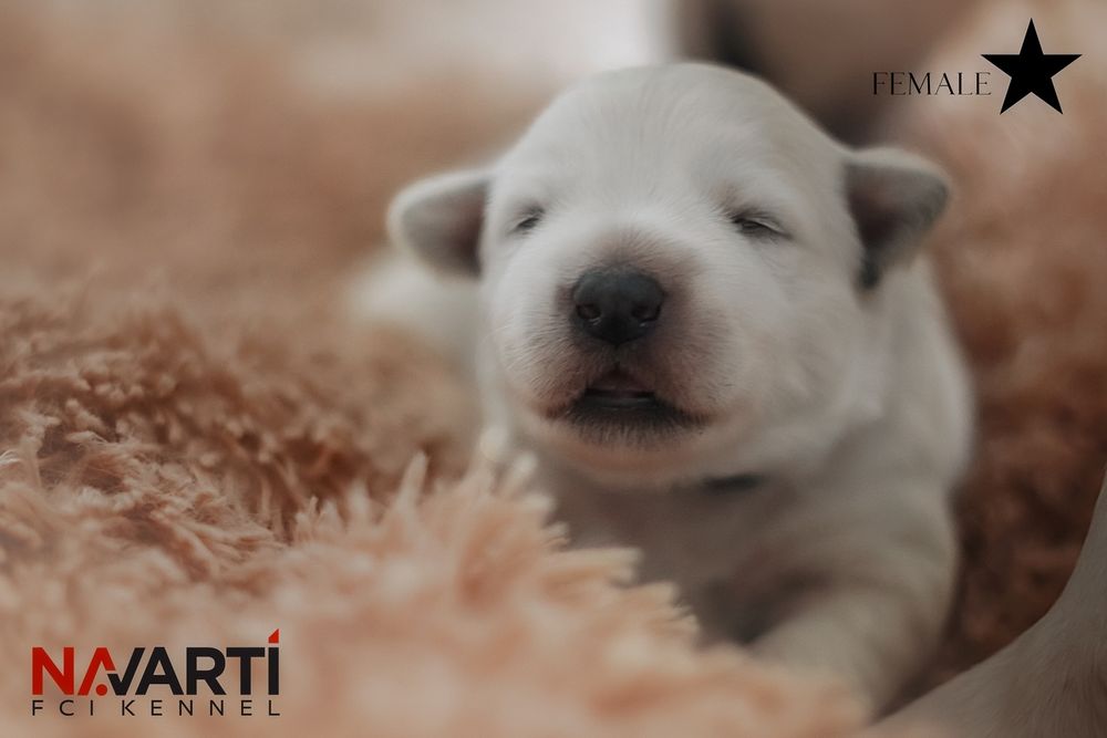 Дівчинка білої швейцарської вівчарки БШВ (БШО)