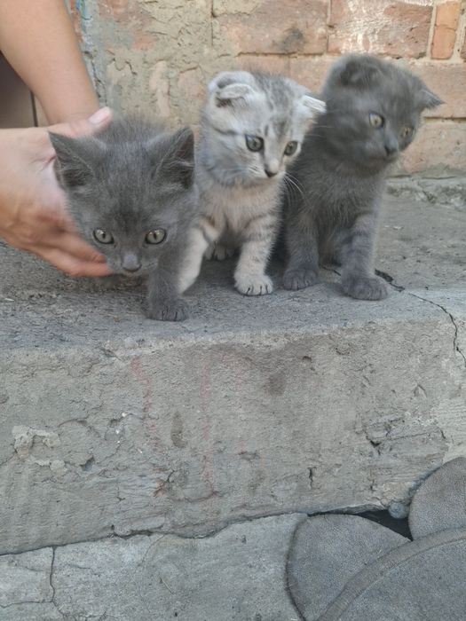 Віддам в добрі руки