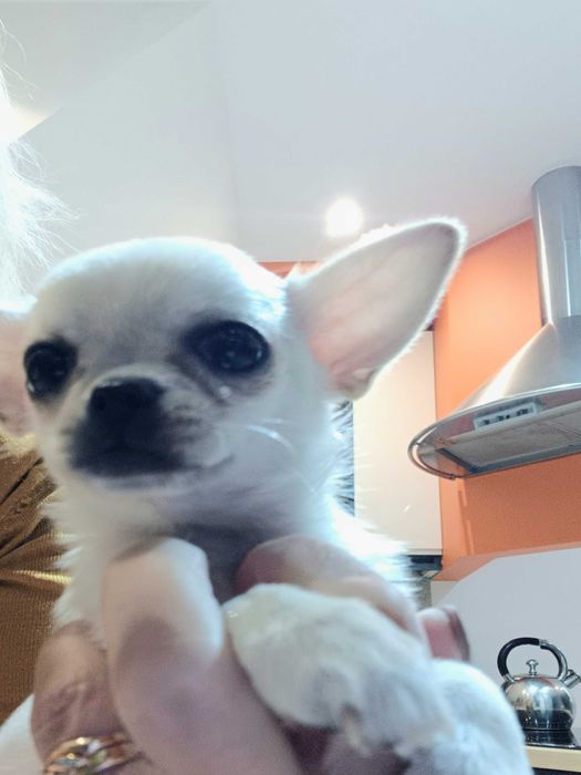 Przepiękna  Biało Kremowa  Chihuahua