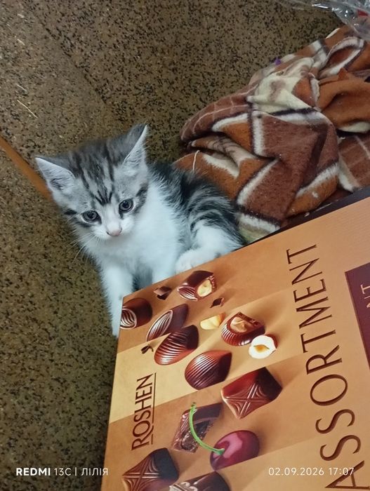 Кошеня. Кошенята. Котик.