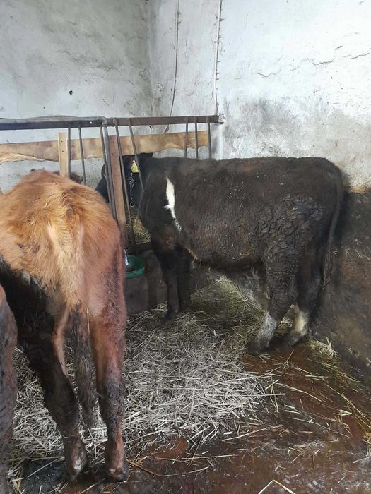 Sprzedam byczki i jałóweczki