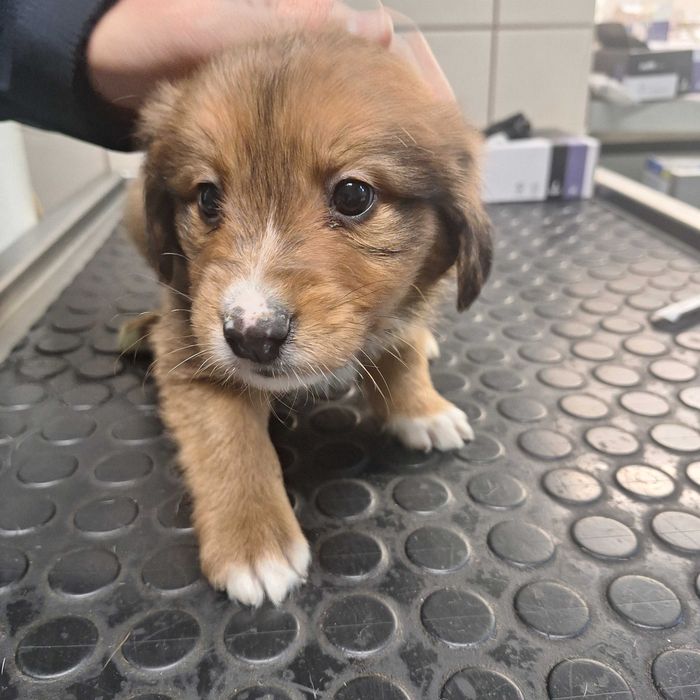 Szczeniaki - matka owczarek szkocki długowłosy collie