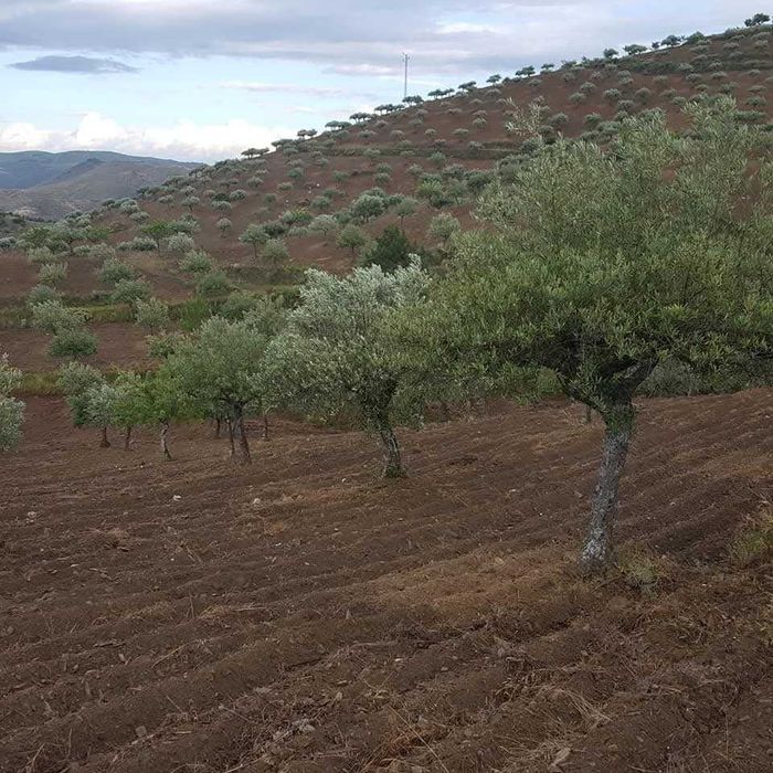 Quinta no Douro Superior, VALE D´ANELHA-Comércio de Azeite Virgem Extra Biológico e Amêndoa