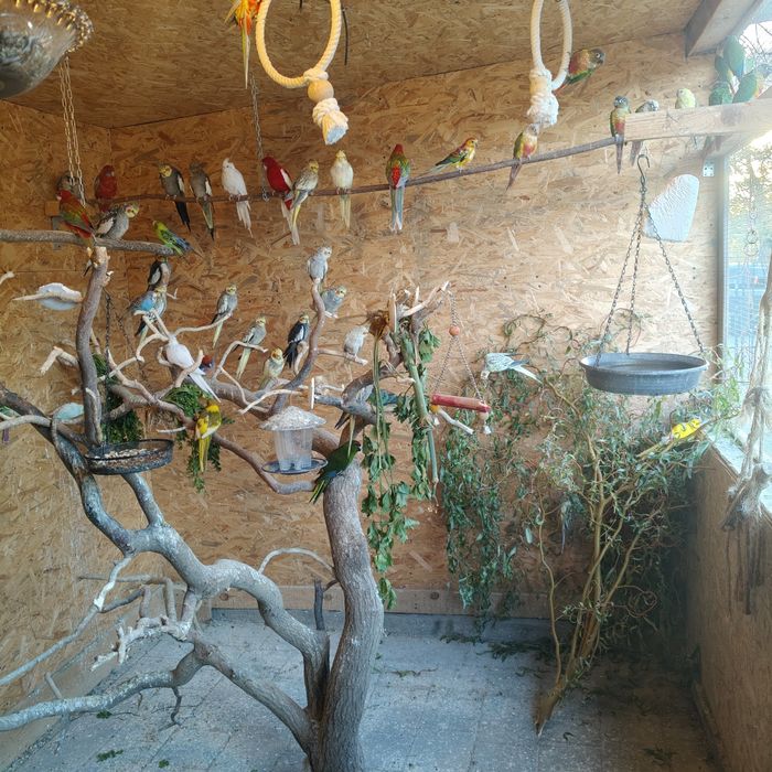 Sprzedam papugi,papużki nimfy urodzone 2025