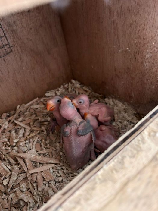 Cedo 30 ring necks para criar a mão