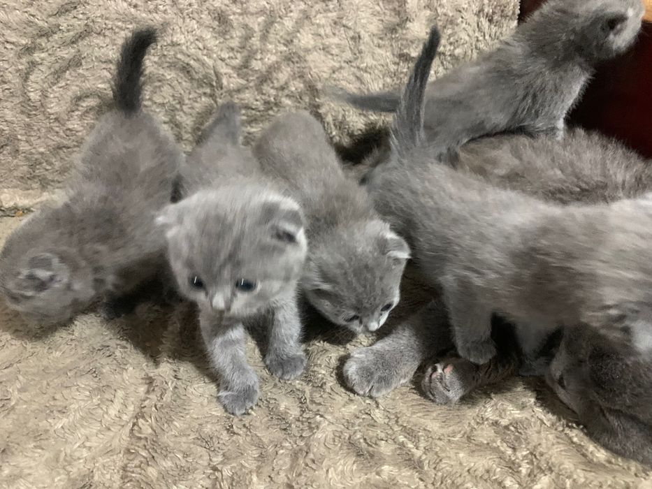 Продам шотланські кошенята