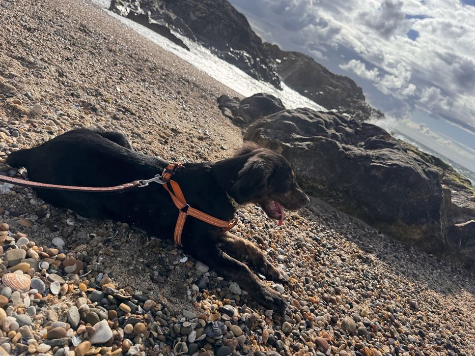 Cão 8 meses  para adoção
