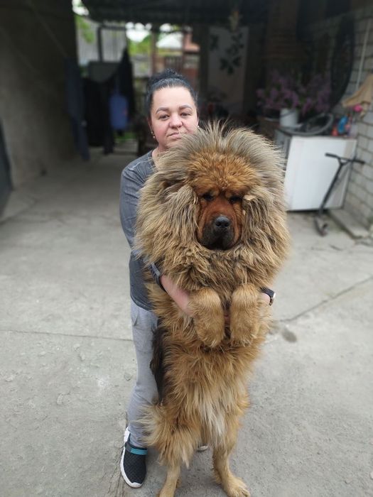 Тібецький мастиф