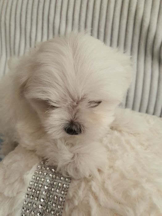 Maltańczyki Piesek z Rodowodem - Zerknij-Mini do 2,5kg.