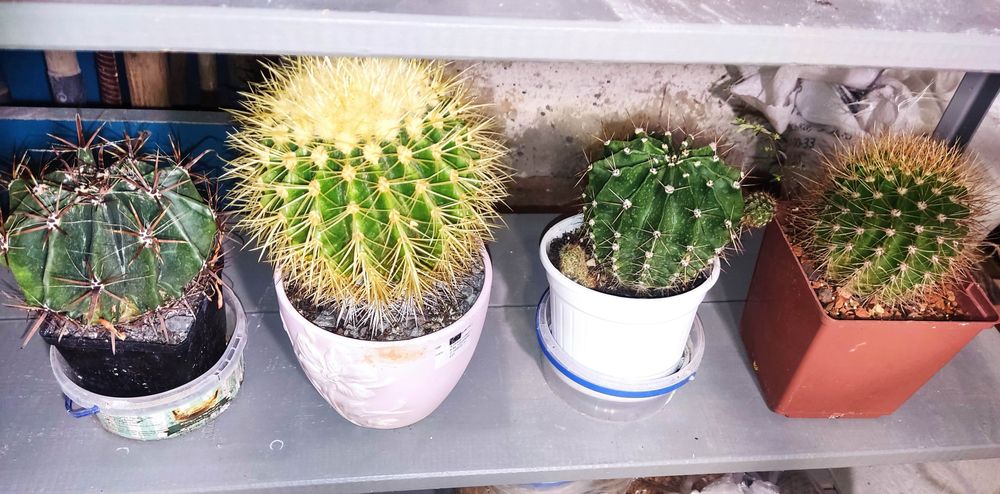 Кактус різні види і розміри.