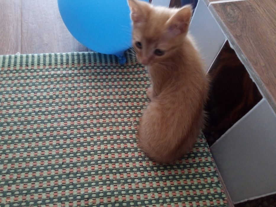 Gatinhas para adopção