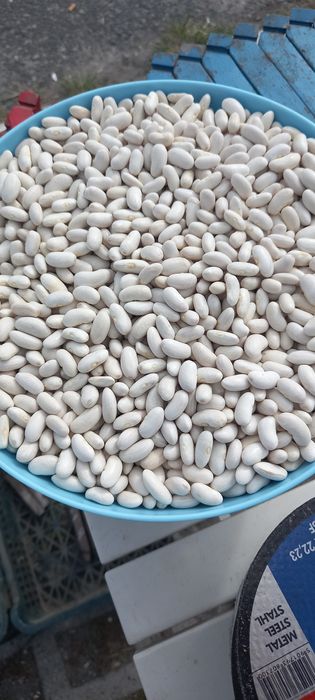 Sprzedam fasolę podłużną