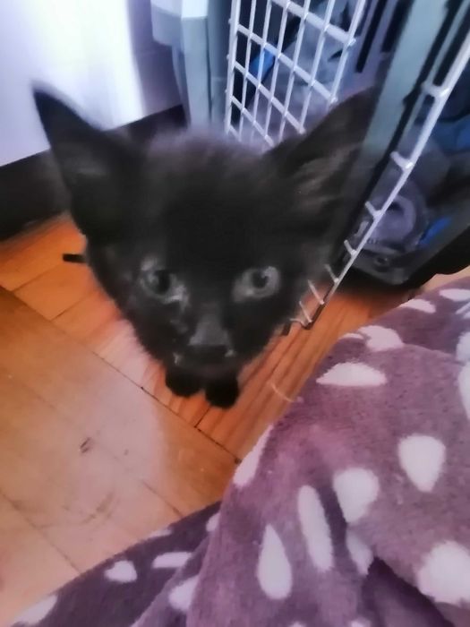 продам котика, хлопчик