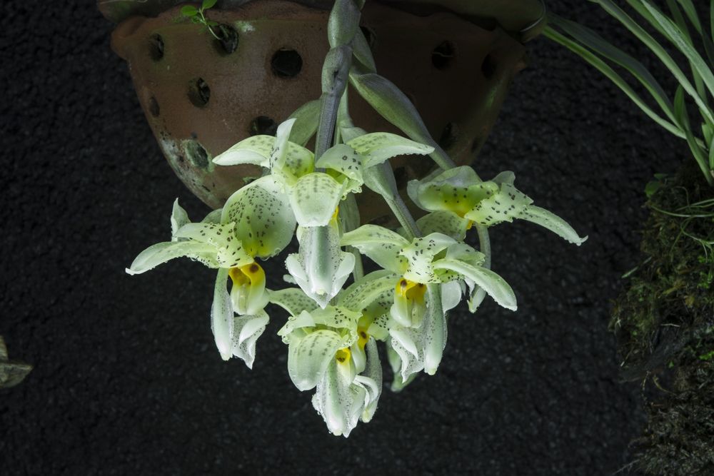 Orquídea melrinho de cera