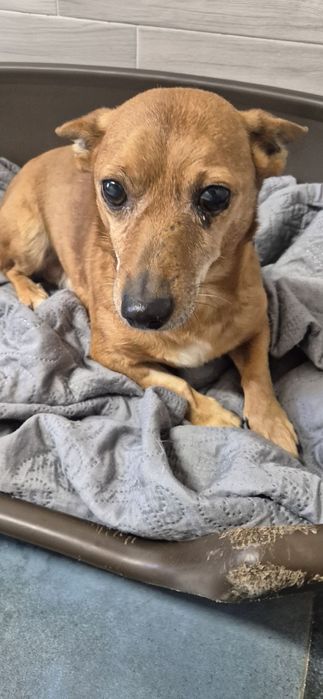 0 mały piesek około 5 lat