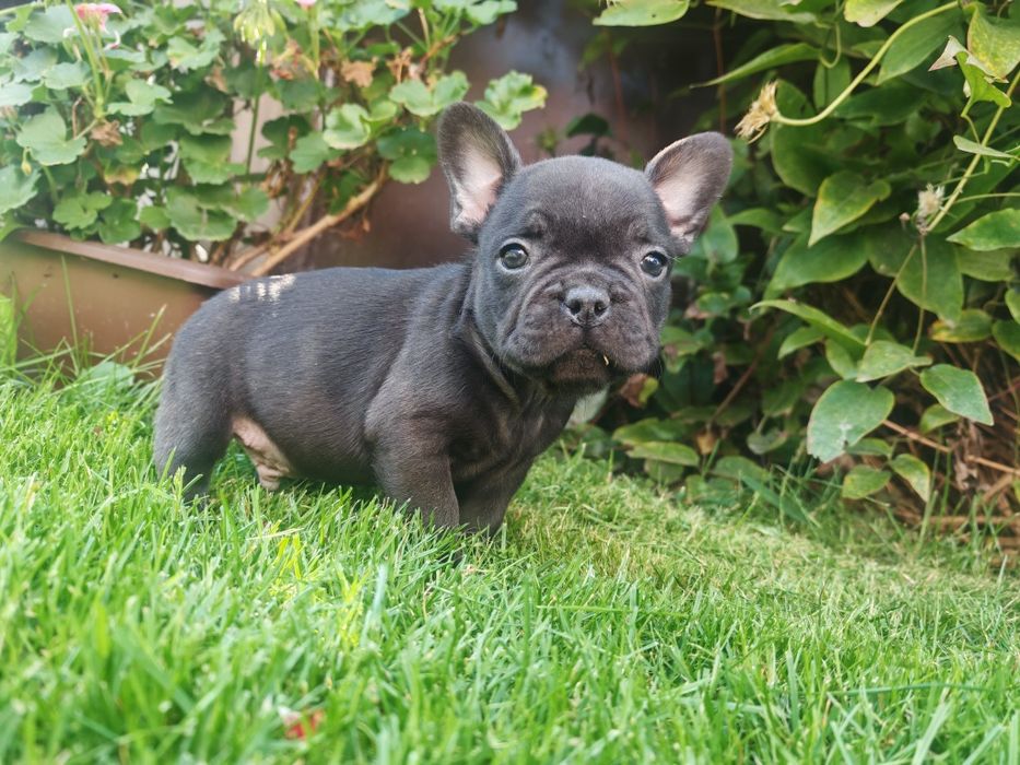 Buldog Francuski