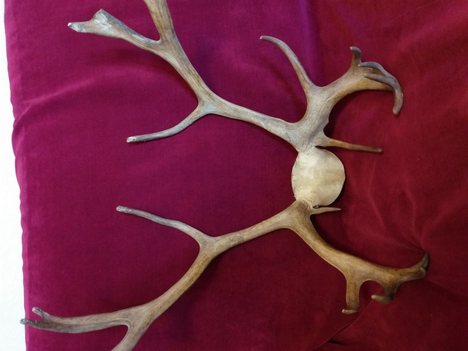 Роги оленя невеликі