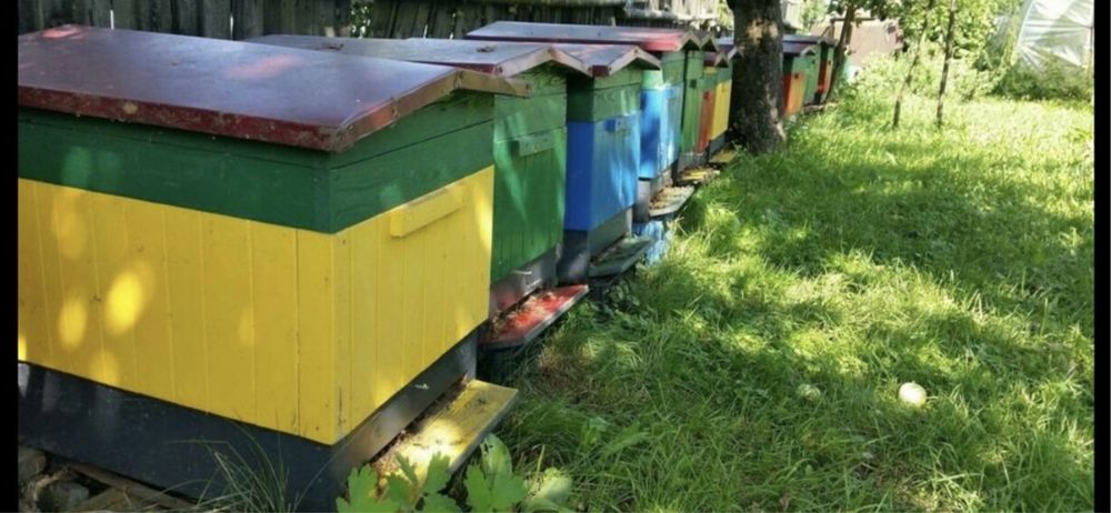 Miod naturalny pszczeli z rodzinnej pasieki słonecznikowy