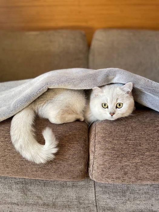 В'язка британський короткошерстий котик шукає кицю