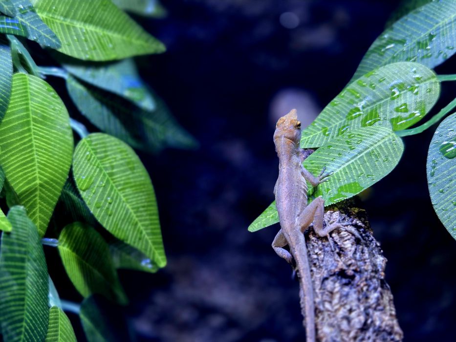 anolisy sagrei (anolis brunatny)