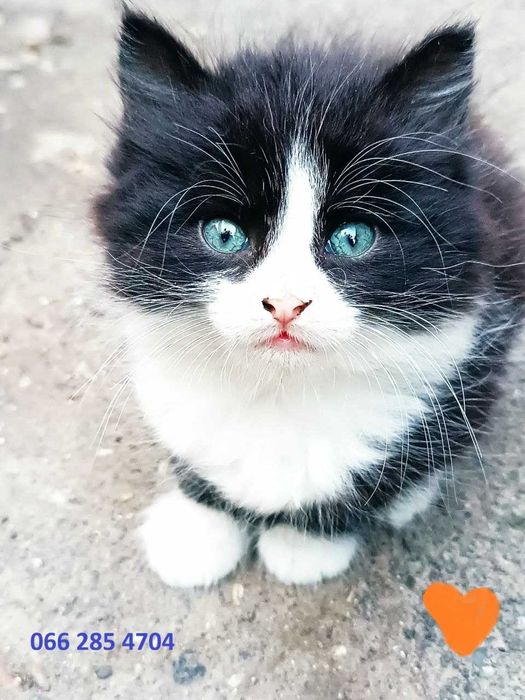 Котик котята красивый рыжий тигровый