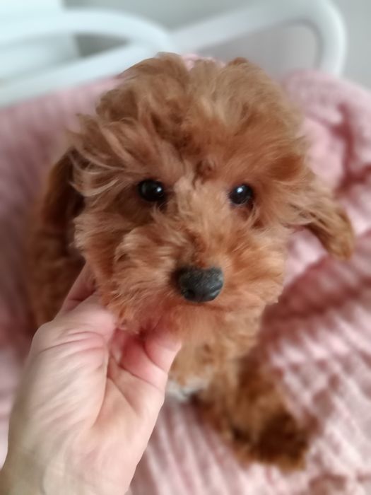 Мальтіпу F2 дівчинка