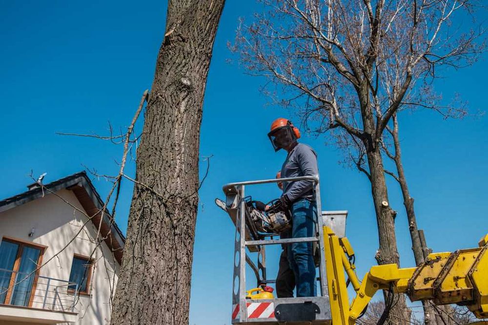 wycinka drzew podnośnik koszowy