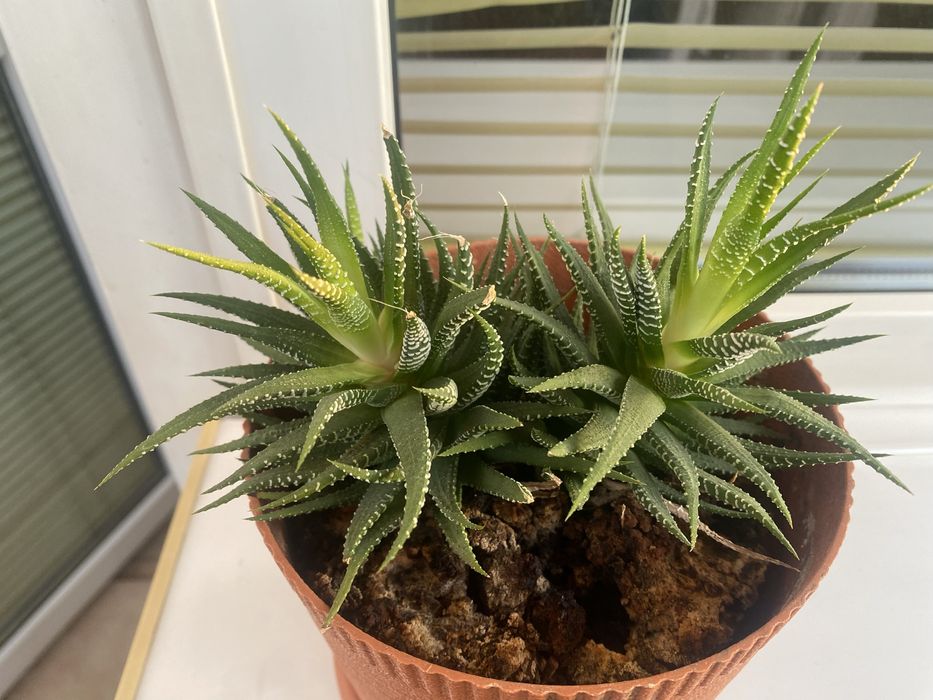 Продам комнатное растение молодило каменная роза