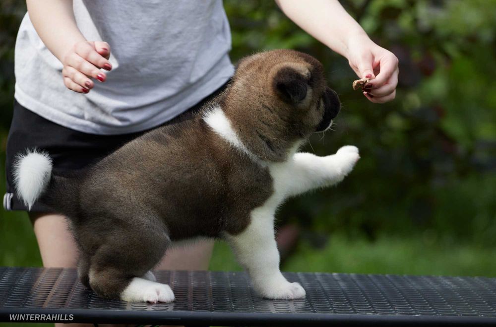 Найкращі цуценята Американської Акіти