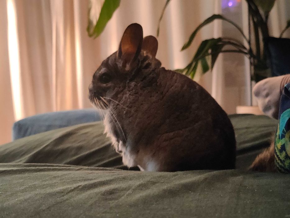 Oddam szynszylę samca w ręce dobrego, troskliwego opiekuna.